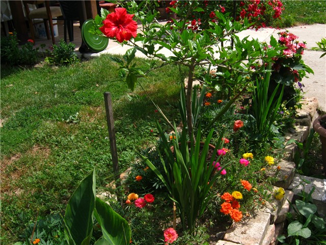 hibiskus